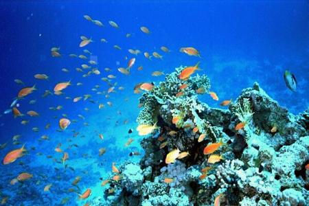 Hurghada Snorkeling Tour to Giftun Island