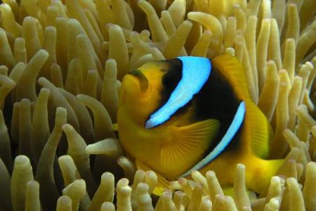 Diving nel Mar Rosso a Hurghada  