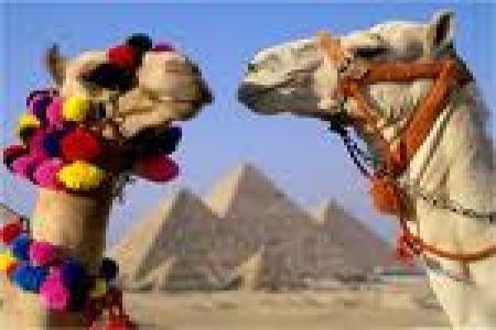 Pyramids camels, Cairo Tour