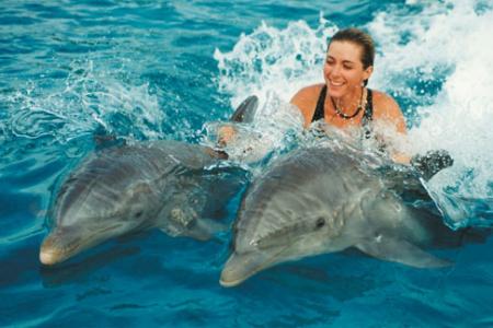 Nager avec les dolphins 