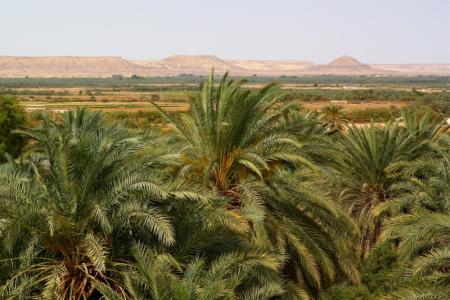 Wadi El Hitan
